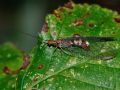 Nothochrysa capitata